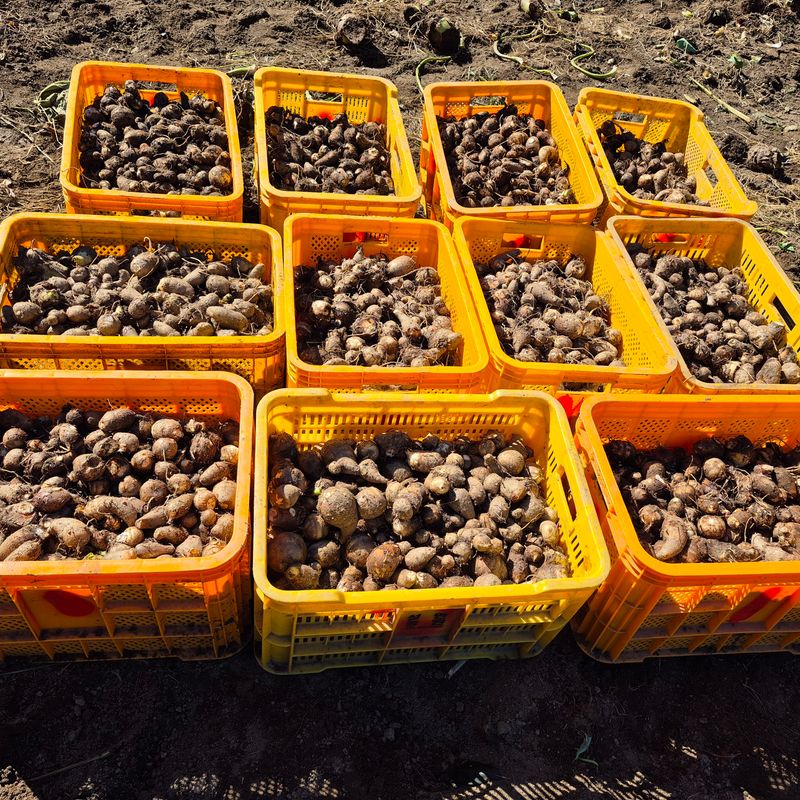 독고다이님의 장터 판매 상품 [ 햇 토란] 첨부 사진