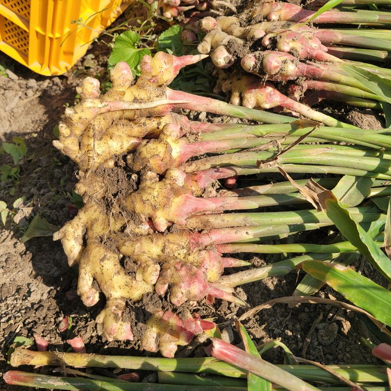 김선순(공룡자색마)님의 장터 판매 상품 [공룡자색마 순이생강분말160g] 첨부 사진