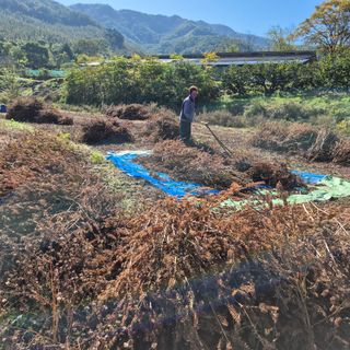 독고다이님의 작성글 사진