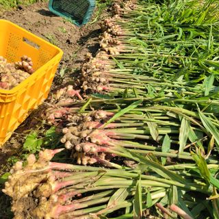 김선순(공룡자색마)님의 작성글 사진