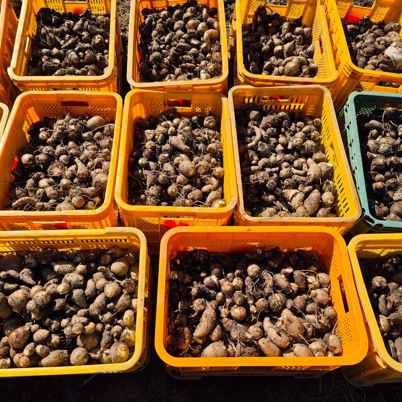 독고다이님의 장터 판매 상품 [ 햇 토란] 첨부 사진