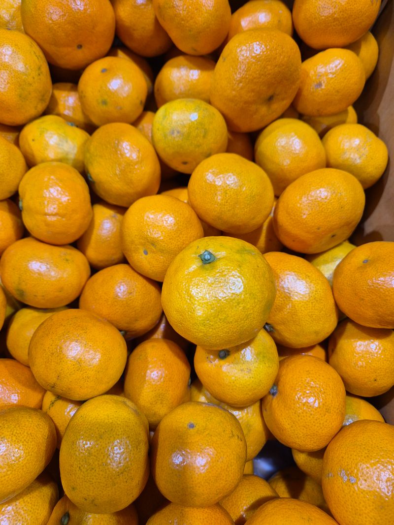 김미옥님의 장터 판매 상품 [달콤 달콤 제주감귤 ] 첨부 사진