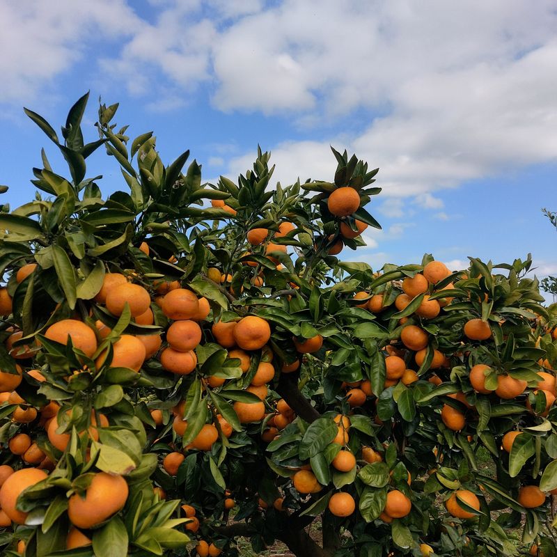 성민감귤농원님의 장터 판매 상품 [노지감귤] 첨부 사진
