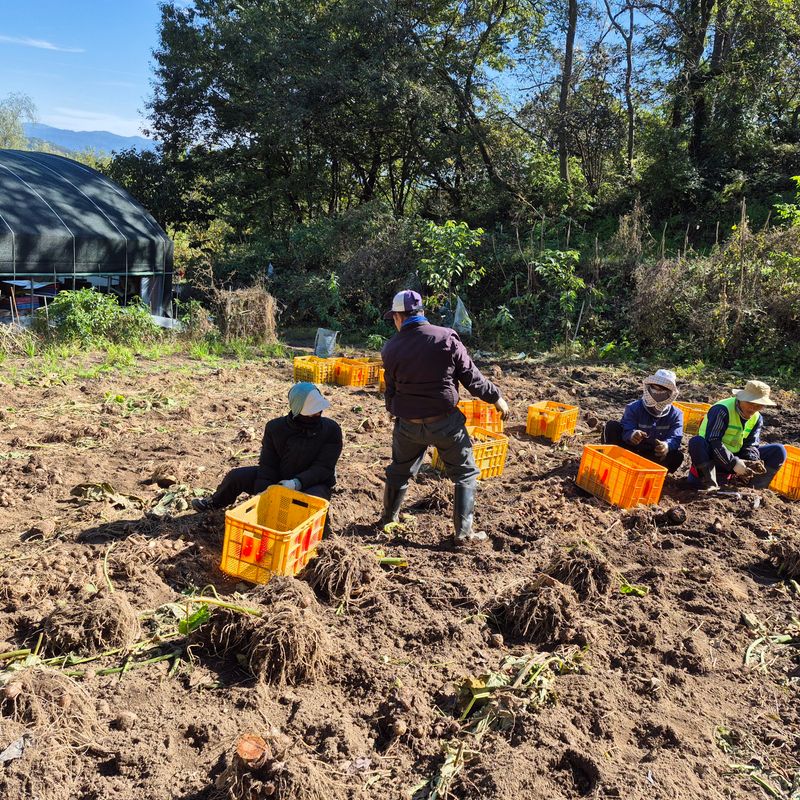 독고다이님의 장터 판매 상품 [ 햇 토란] 첨부 사진