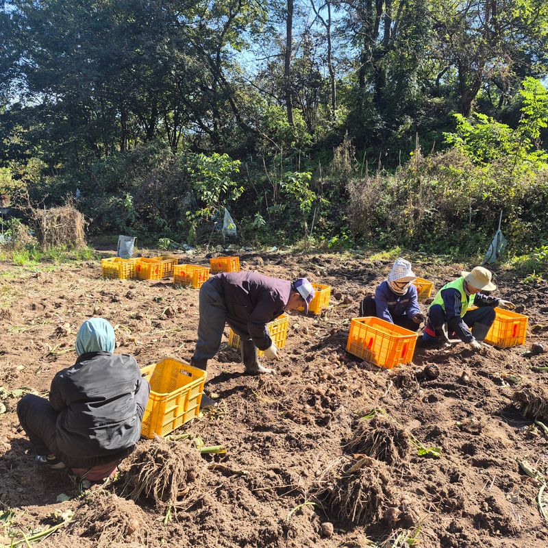 독고다이님의 장터 판매 상품 [ 햇 토란] 첨부 사진