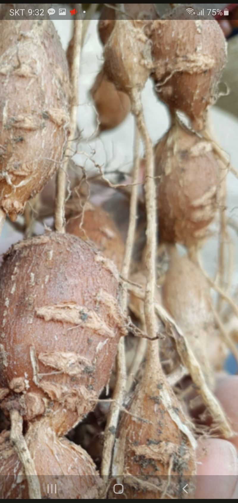 오다가다님의 장터 판매 상품 [아피오스(인디안감자)] 첨부 사진