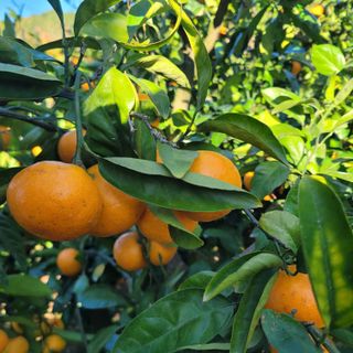 서귀포달코롬감귤농원님의 귤 · 수확 작성글 사진