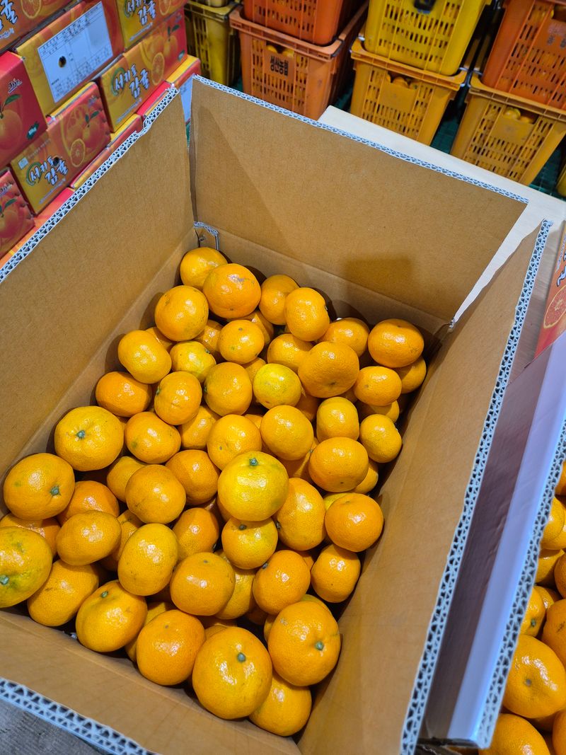 김미옥님의 장터 판매 상품 [달콤 달콤 제주감귤 ] 첨부 사진