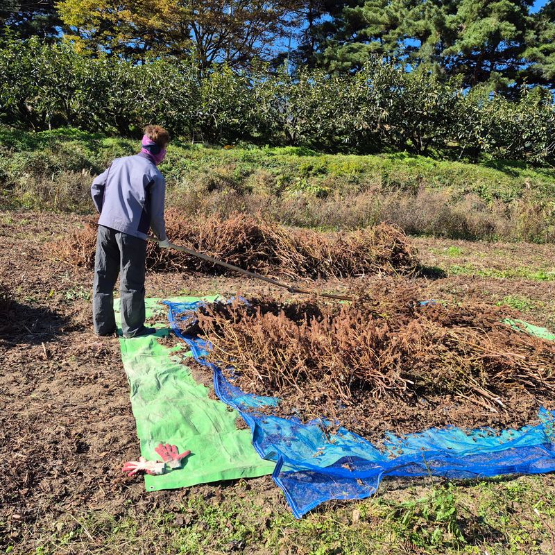 독고다이님의 장터 판매 상품 [들깨] 첨부 사진