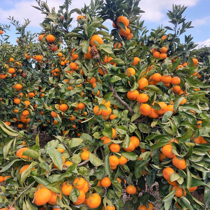 장터 상품 [노지감귤] 썸네일