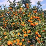 팜모닝 · 게시글 이미지