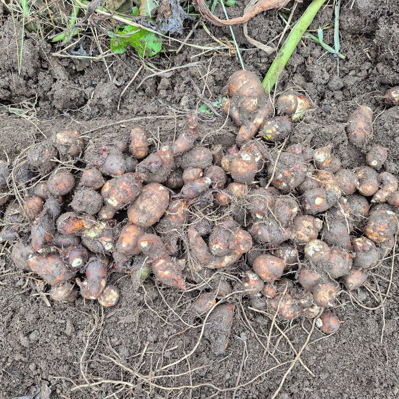 독고다이님의 장터 판매 상품 [ 햇 토란] 첨부 사진