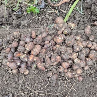 독고다이님의 작성글 사진