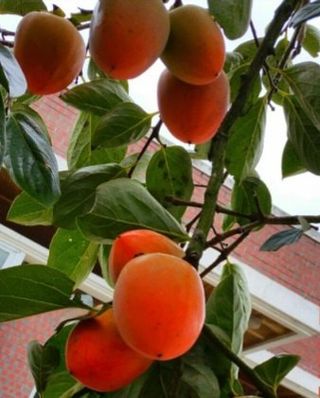 김영래큰집참농장한우님의 자유주제 · 자유게시판 작성글 사진