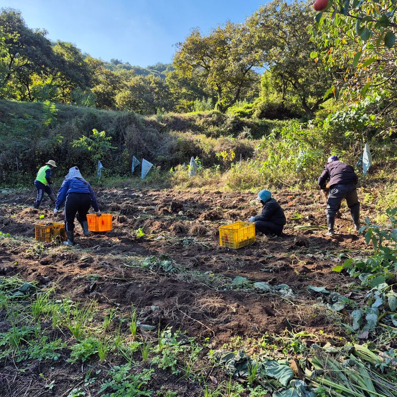 독고다이님의 장터 판매 상품 [ 햇 토란] 첨부 사진