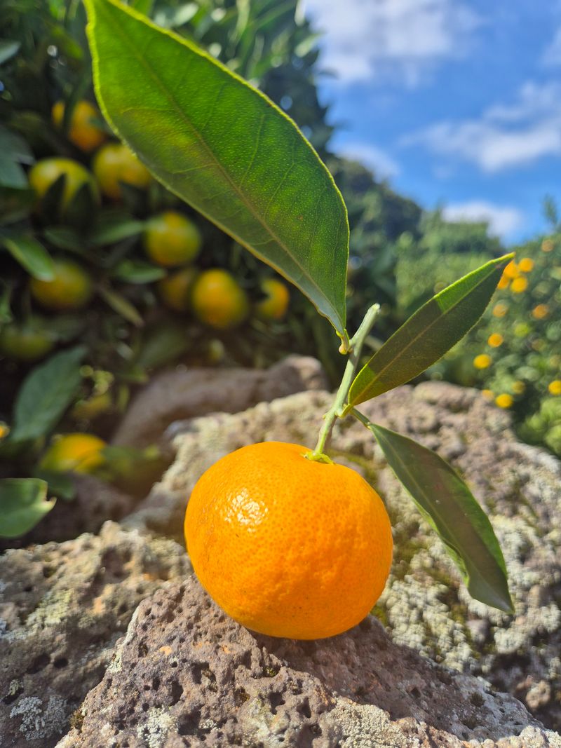 김미옥님의 장터 판매 상품 [달콤 달콤 제주감귤 ] 첨부 사진