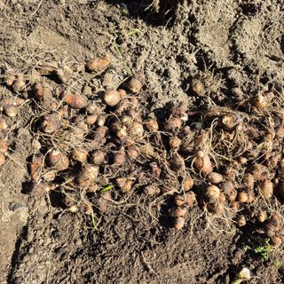 독고다이님의 작성글 사진