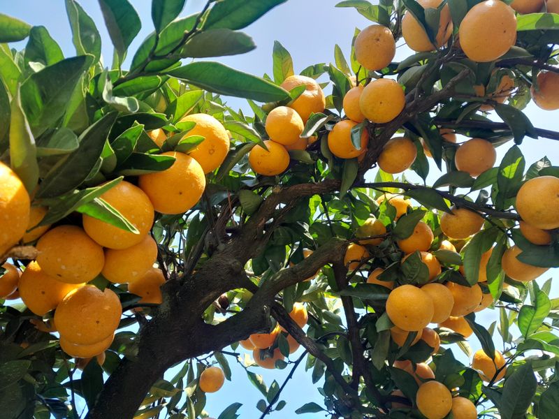 대정골귤꽃농원님의 장터 판매 상품 [대정 고당도 조생귤 10키로] 첨부 사진