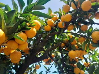 대정골귤꽃농원님의 작성글 사진