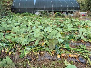 독고다이님의 작성글 사진