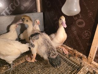 노아님의 자유주제 · 자유게시판 작성글 사진