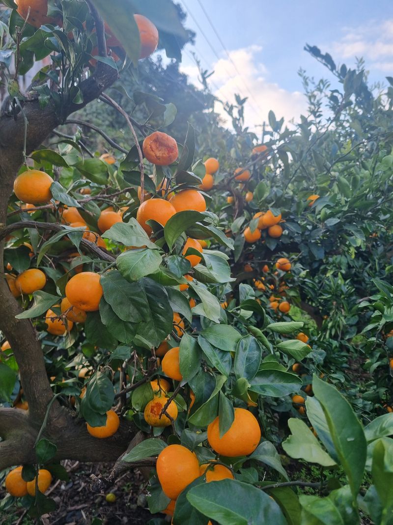 부금리(금강농원)님의 장터 판매 상품 [조생귤 ] 첨부 사진