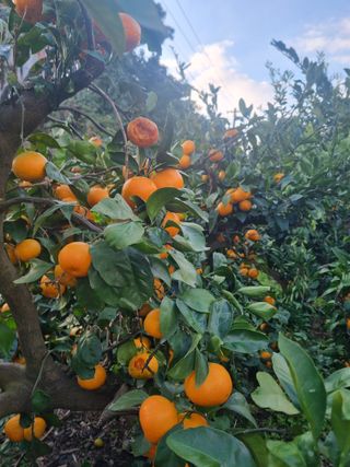 부금리(금강농원)님의 작성글 사진