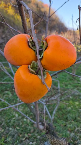 복주농장님의 자유주제 · 자유게시판 작성글 사진