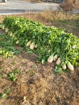 팜모닝 자유주제·자유게시판 게시글 이미지