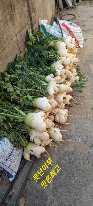 김대현(청솔)님의 자유주제 · 자유게시판 작성글 사진