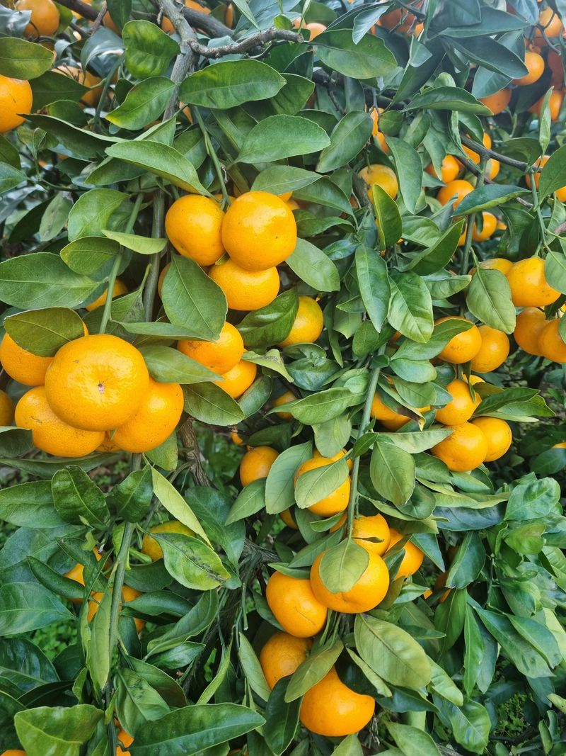 부금리(금강농원)님의 장터 판매 상품 [왕빵귤 (대과)] 첨부 사진