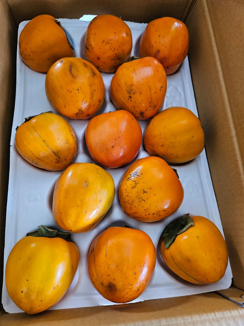 장터 상품 [전남 무안산 대봉감판매합니다26-34과] 썸네일