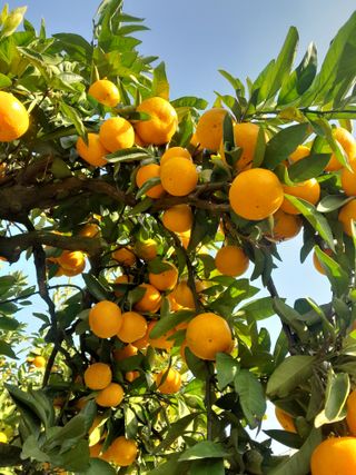 대정골귤꽃농원님의 작성글 사진