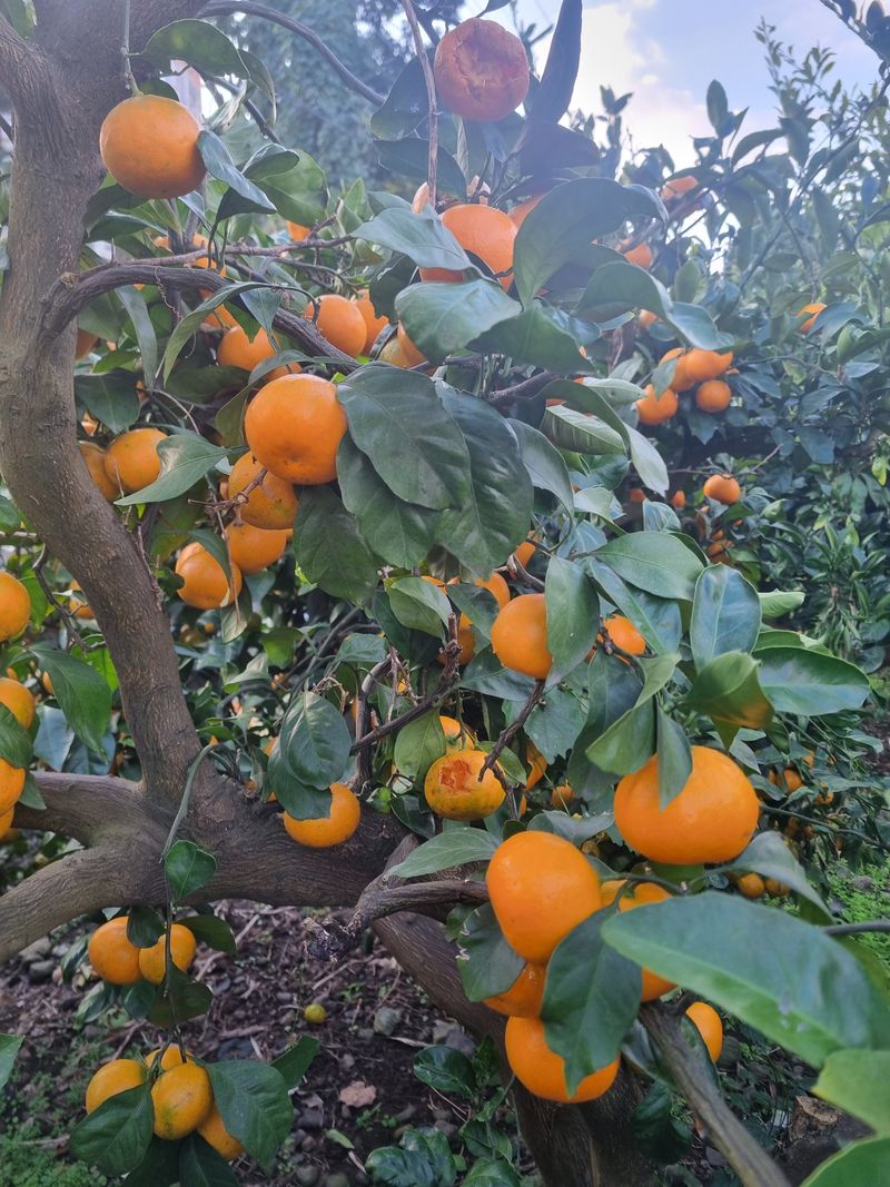 부금리(금강농원)님의 장터 판매 상품 [왕빵귤 (대과)] 첨부 사진