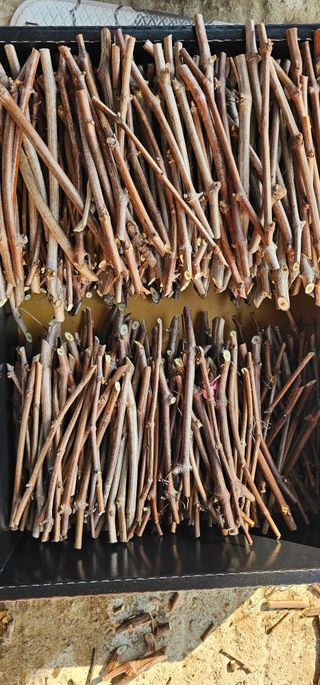 뿌리묘목농원님의 자유주제 · 자유게시판 작성글 사진