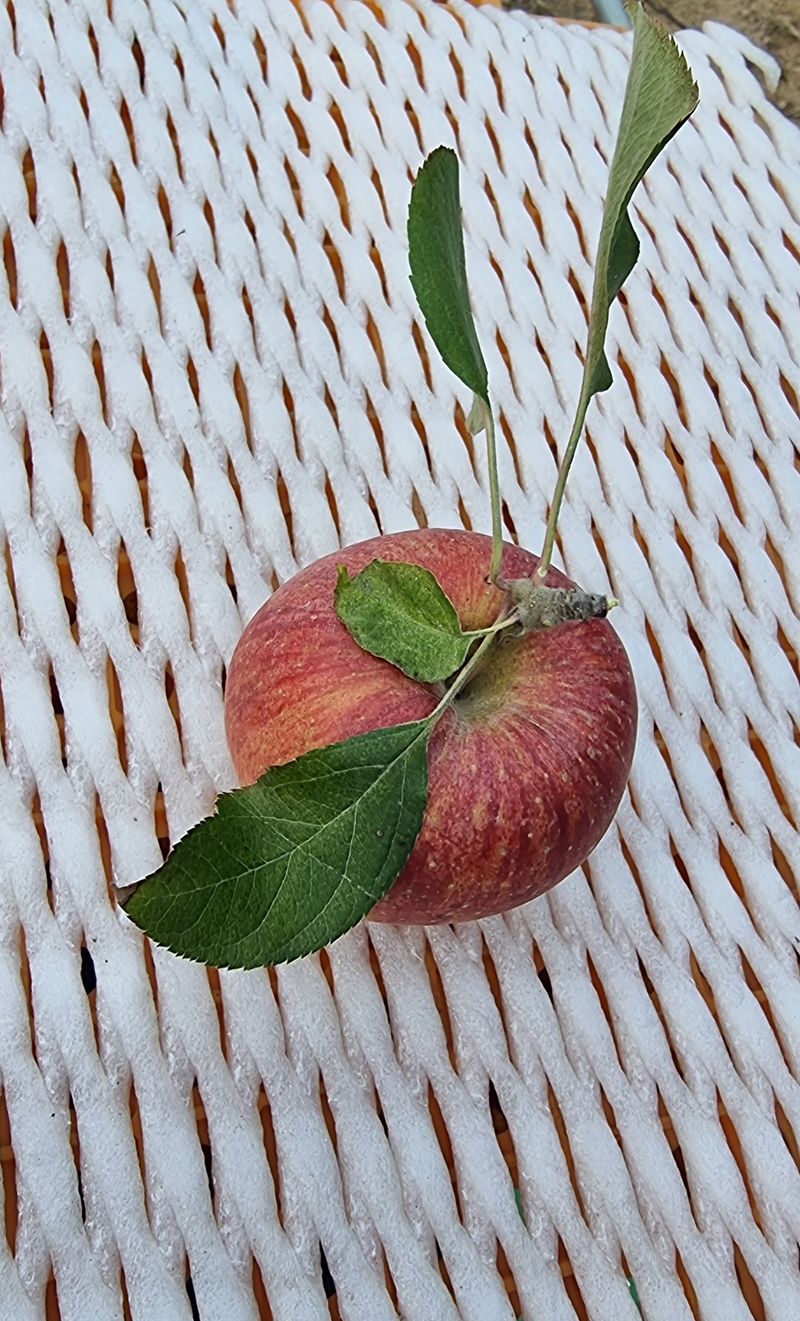 호랑이와인성이님의 장터 판매 상품 [ 봉화부사 사과5k] 첨부 사진