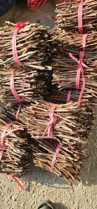 뿌리묘목농원님의 자유주제 · 자유게시판 작성글 사진