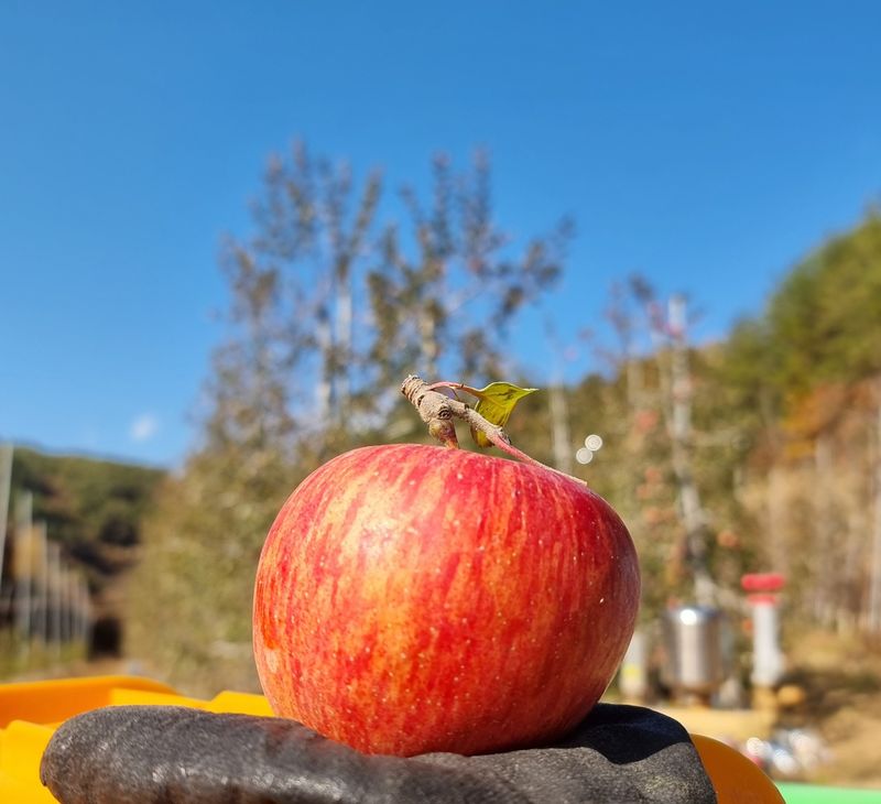 호랑이와인성이님의 장터 판매 상품 [ 봉화부사 사과5k] 첨부 사진
