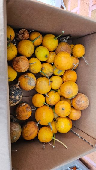 삼례텃밭지기님의 자유주제 · 자유게시판 작성글 사진