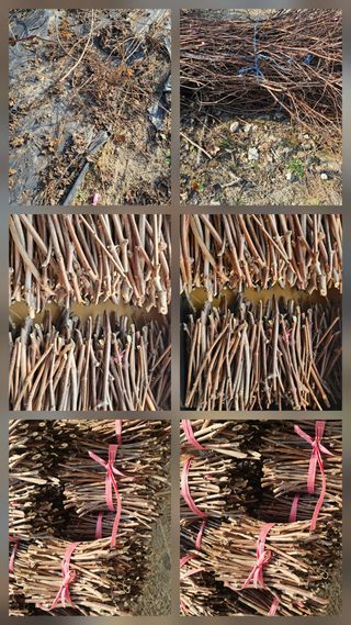 뿌리묘목농원님의 자유주제 · 자유게시판 작성글 사진