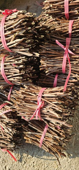 뿌리묘목농원님의 자유주제 · 자유게시판 작성글 사진