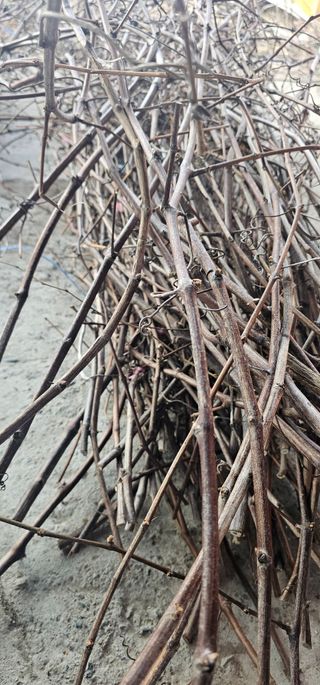 뿌리묘목농원님의 자유주제 · 자유게시판 작성글 사진