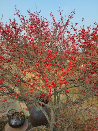 김종옥님의 자유주제 · 자유게시판 작성글 사진
