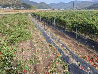 사천시향촌동 돼지띠님의 자유주제 · 자유게시판 작성글 사진