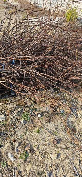 뿌리묘목농원님의 자유주제 · 자유게시판 작성글 사진