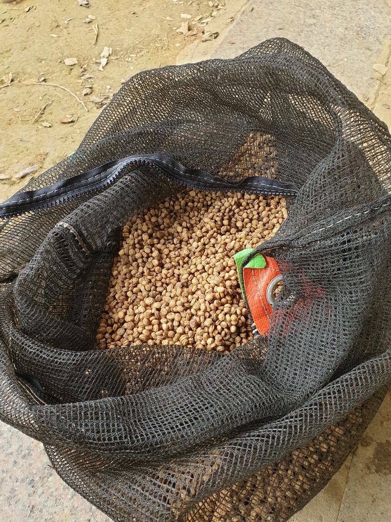 문제민님의 장터 판매 상품 [인삼씨 ] 첨부 사진