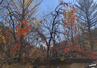 울금박사/빈덕열목사님의 자유주제 · 자유게시판 작성글 사진