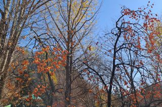 울금박사/빈덕열목사님의 자유주제 · 자유게시판 작성글 사진