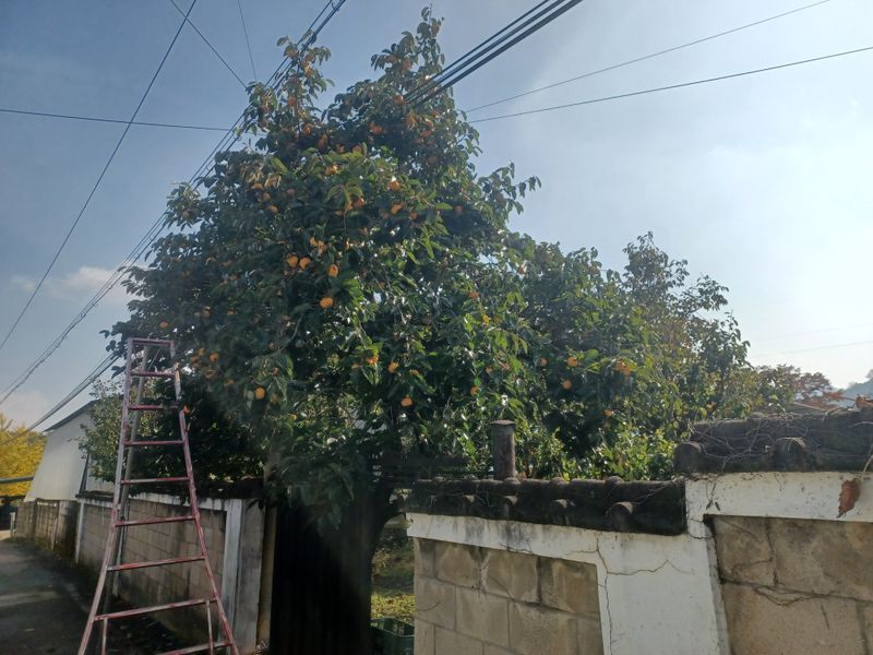 Sang2719님의 장터 판매 상품 [단감 10kg, 봉옥10kg] 첨부 사진