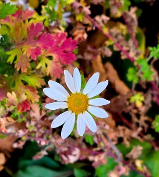 안길원님의 자유주제 · 자유게시판 작성글 사진